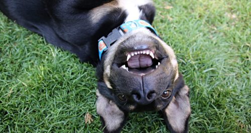 dog playing in the grass