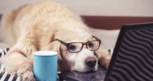 Sleepy golden retriever dog wearing eye glasses  lying down with computer laptop and blue cup of coffee.